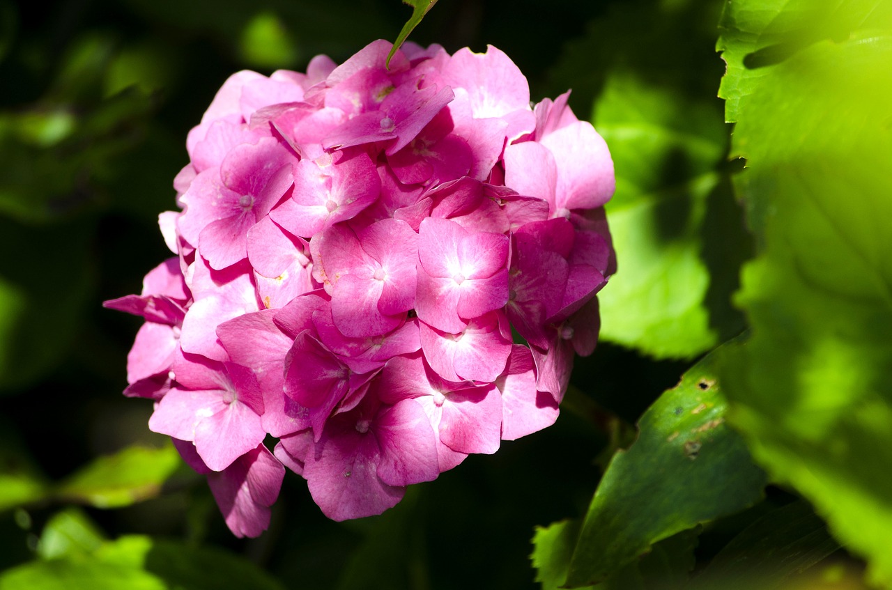 Žydėti, Gėlių Rožinė, Vasara, Gėlė, Žiedas, Sodas, Flora, Rožinės Gėlės, Botanikos, Sodininkystė