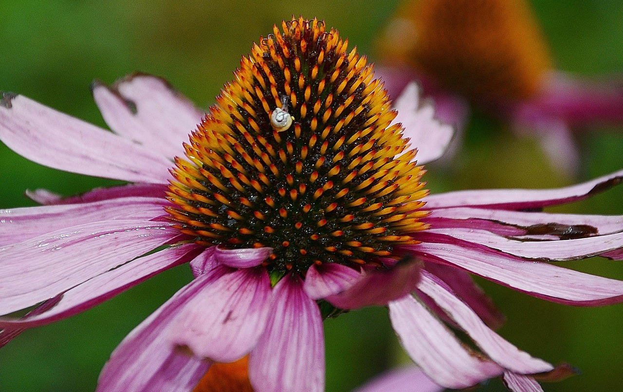 Žydėti, Spalvinga, Dygliuota Veislė, Išsamiai, Echinacea, Flora, Gėlė, Sodas, Sveikata, Žolė