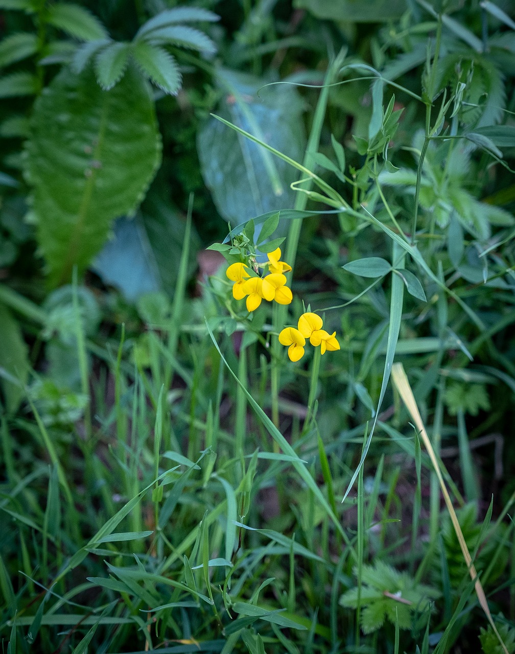 Žydi,  Piktžolių,  Violetinė,  Žiedas,  Žydi,  Žalias,  Žolė,  Meadow,  Vasara,  Augalų