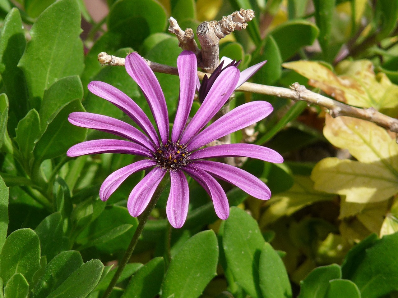 Žydėti, Gėlė, Daisy, Violetinė, Gamta, Žiedas, Augalas, Žiedlapis, Gėlių, Natūralus