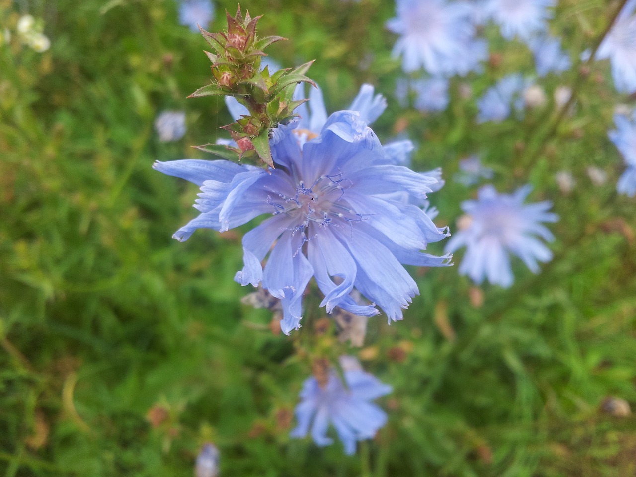 Mėlynas, Gėlė, Cikorija, Vasara, Pavasario Gėlė, Žiedlapis, Flora, Natūralus, Šviežias, Gamta