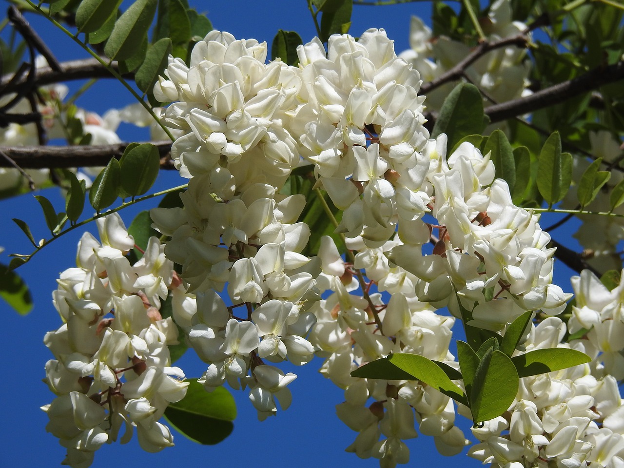 Žydi Akacijos,  Acacia,  Pavasaris,  Pobūdį,  Žydėjimo Medį,  Sodas,  Gėlės,  Augalų,  Filialas,  Žydėjimas