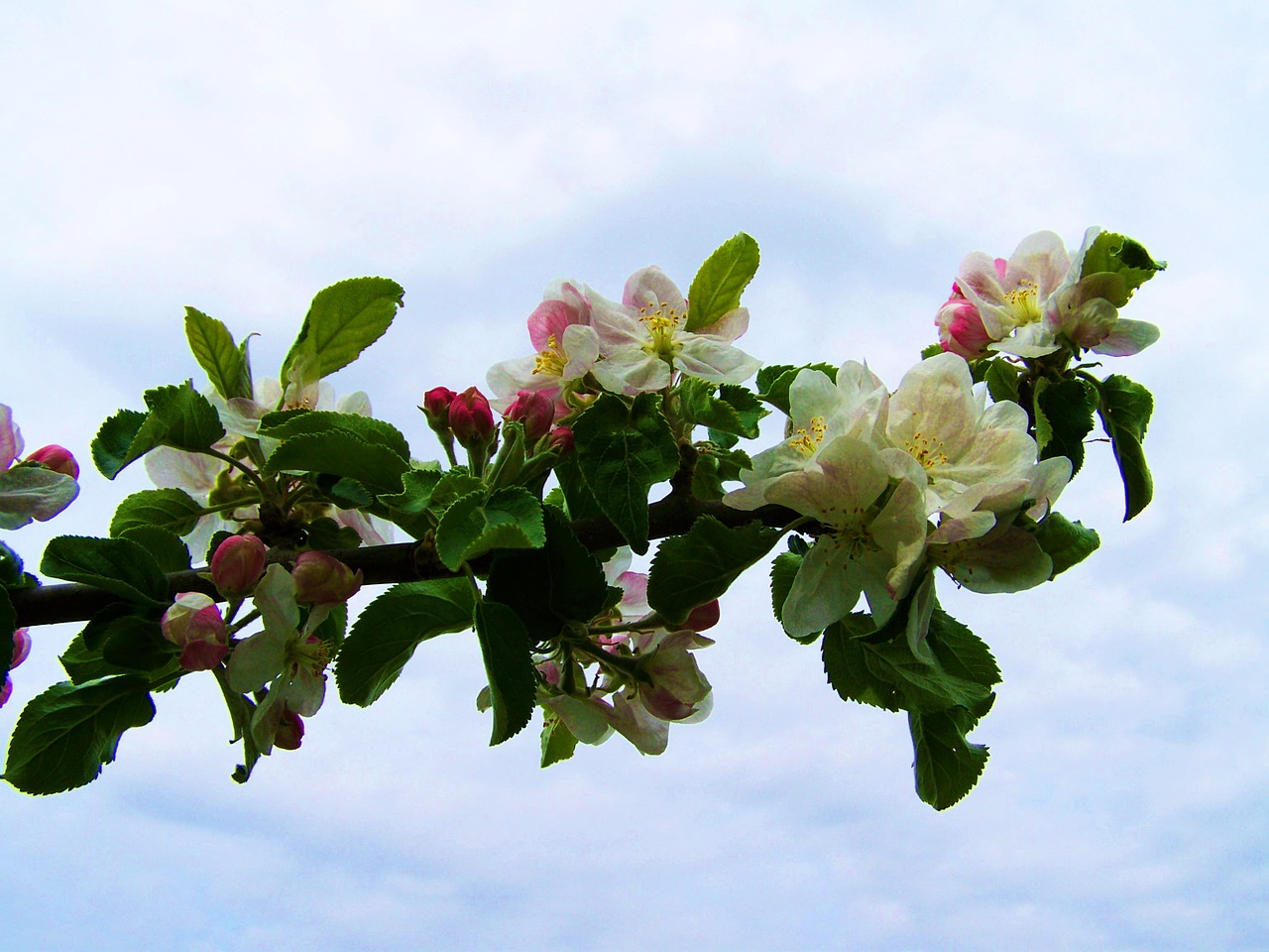 Žydintis Obelis,  Balta Rožinė Gėlė,  Pavasaris, Nemokamos Nuotraukos,  Nemokama Licenzija