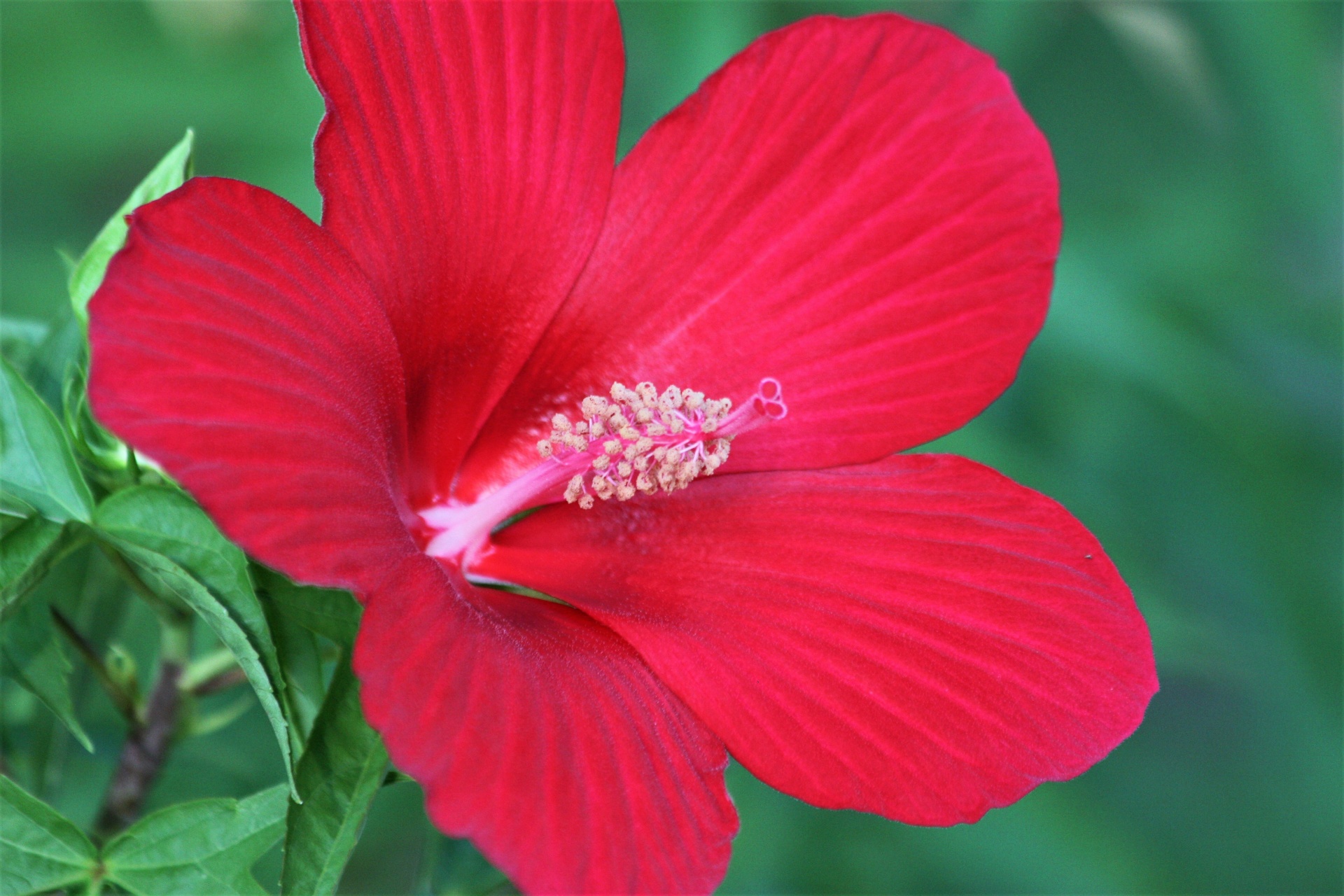 Gamta,  Augalai,  Gėlės,  Raudonos & Nbsp,  Gėlės,  Hibiscus,  Raudona & Nbsp,  Hibiscus,  Žydi,  Žydėti