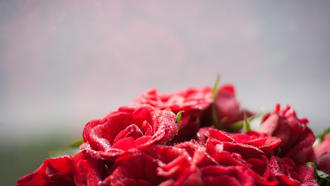 Žydinčios Rožės, Raudona Roze, Meilė, Šventė, Medaus Mėnuo, Naktinė Santuoka, Nustatyti, Pietų Stalas, Gėlės, Romantiškas