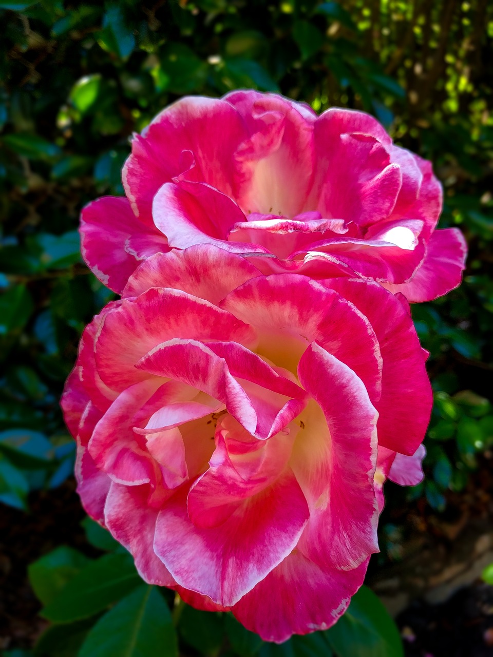 Žydinčios Rožės Portlando Oregonas, Traškūs Rožės, Iš Arti, Raudona, Gamta, Flora, Gėlė, Sodas, Rožė, Vasara
