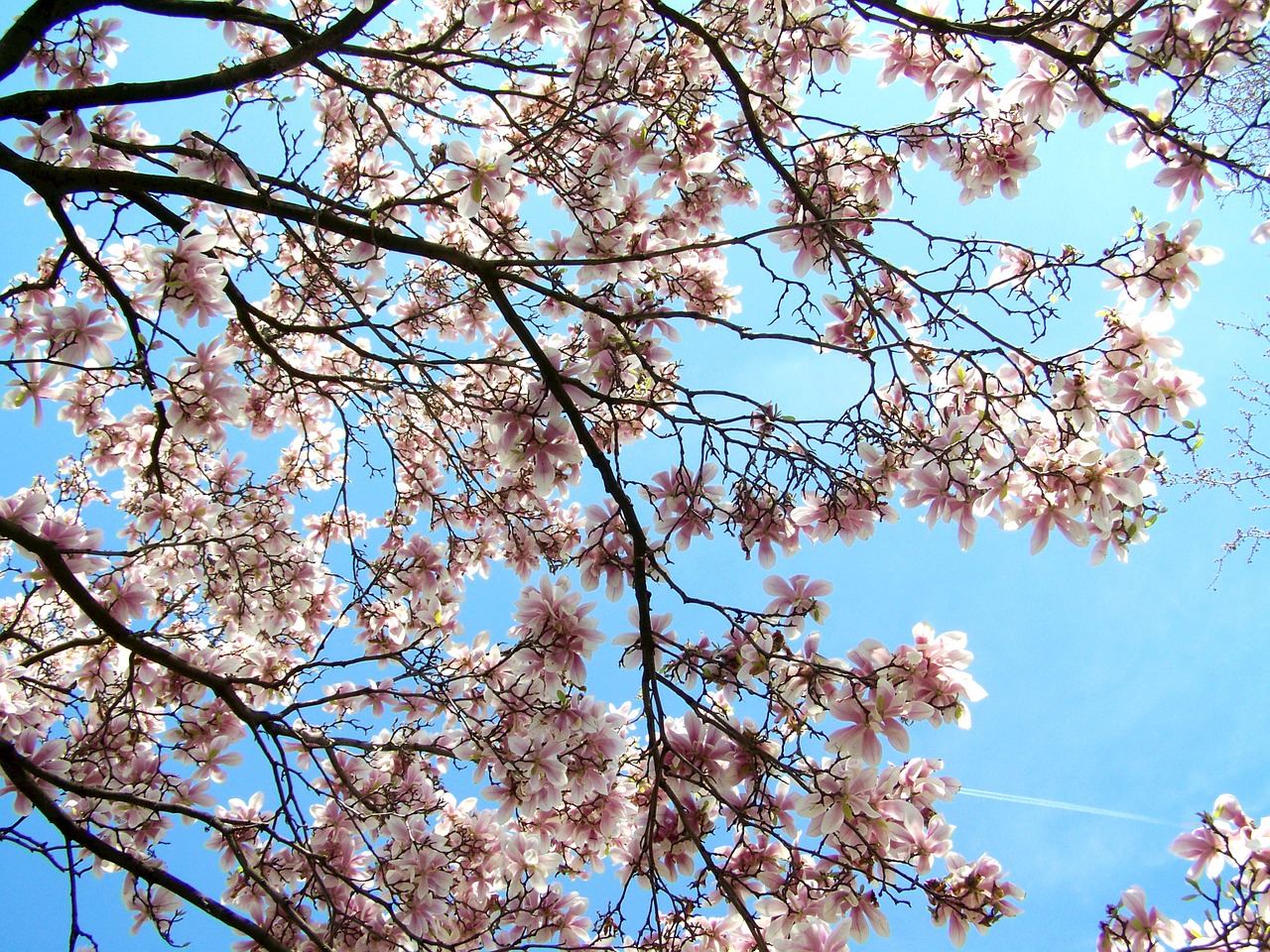 Žydintis Tulpių Medis, Magnolija, Mėlynas Dangus, Nemokamos Nuotraukos,  Nemokama Licenzija