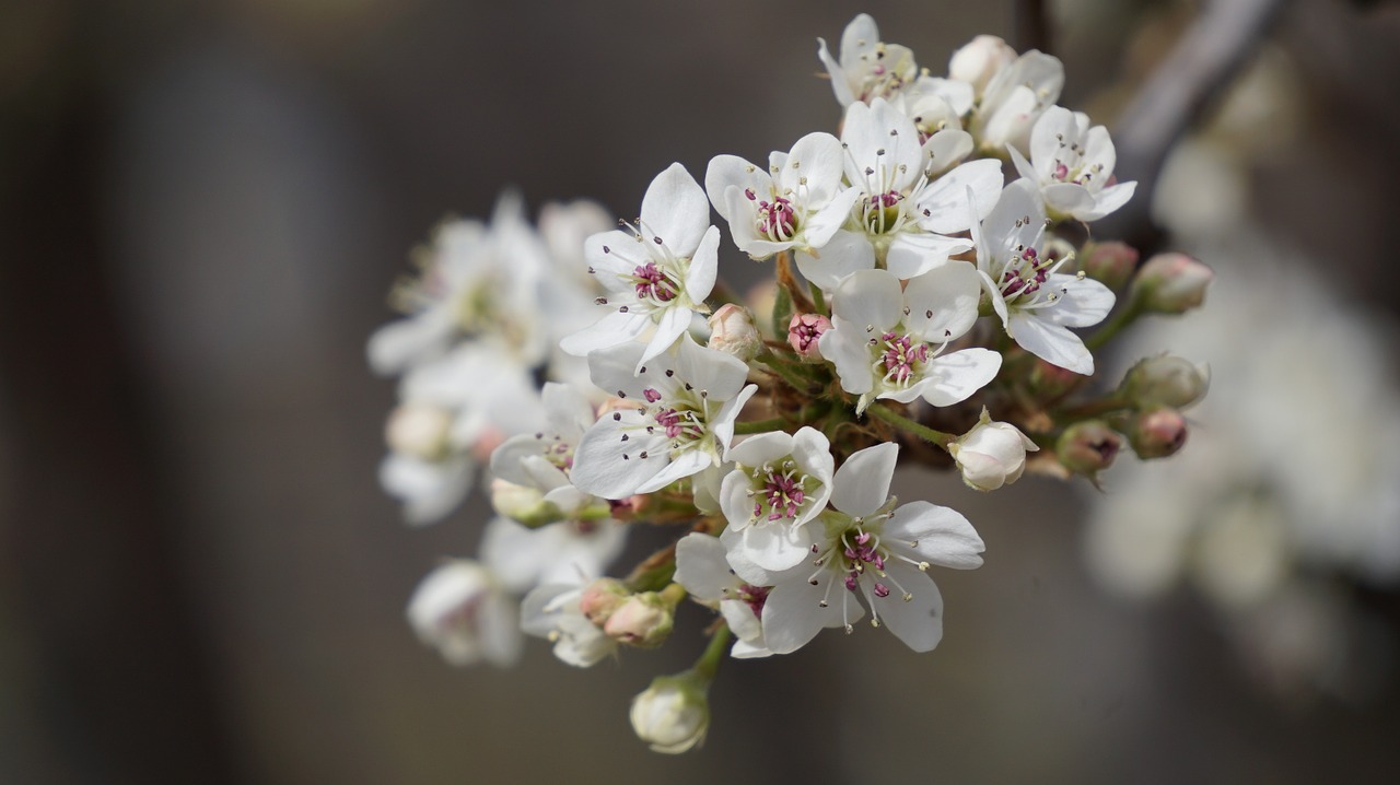 Žydi, Pavasaris, Balta, Geltona Slyva, Mažas Taškas Vaisiniai Augalai, Gamta, Flora, Gėlės, Nemokamos Nuotraukos,  Nemokama Licenzija