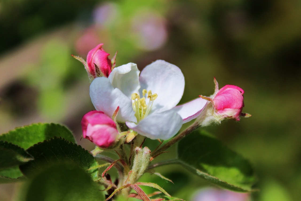 Žydi,  Balta Gėlė,  Pavasaris,  Apple,  Jabłonka,  Vasara,  Gėlės,  Pobūdį,  Augalų,  Iš Arti