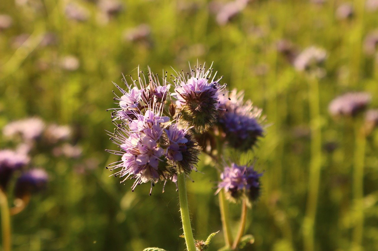 Žiedas, Žydėti, Gėlės, Ruduo, Augalas, Phacelia, Bitės, Bičių Draugas, Laukas, Nemokamos Nuotraukos