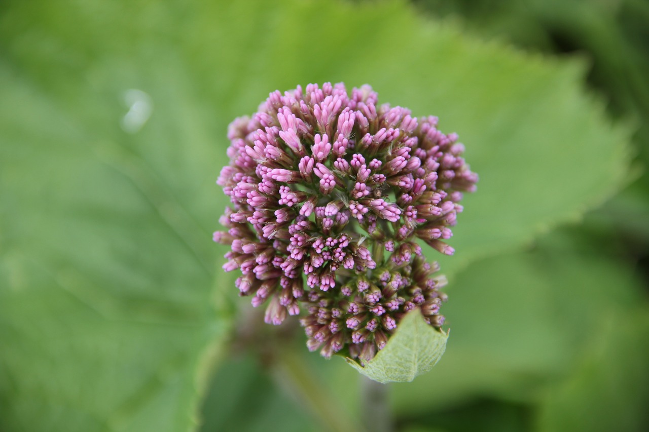 Žiedas, Žydėti, Uždaryti, Violetinė, Violetinė, Gėlė, Gamta, Nemokamos Nuotraukos,  Nemokama Licenzija