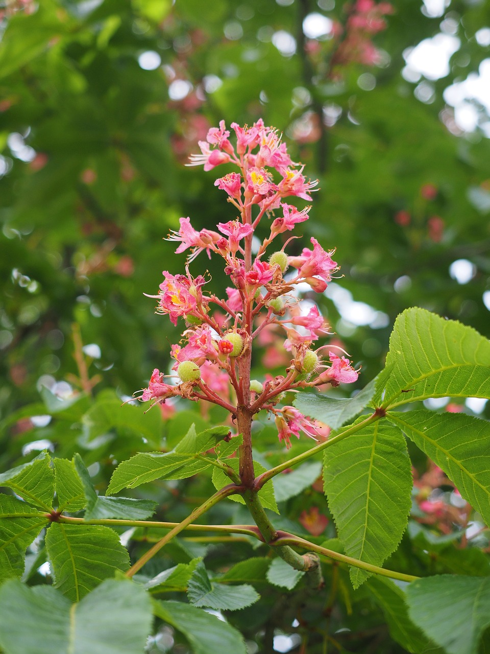 Žiedas, Žydėti, Kaštonas, Raudona, Kūno Raudonas Arkinis Kaštonas, Raudonas Žydėjimas Buckeye, Violetinis Kaštonas, Raudona Buckeye, Aesculus × Carnea, Aesculus Rubicunda