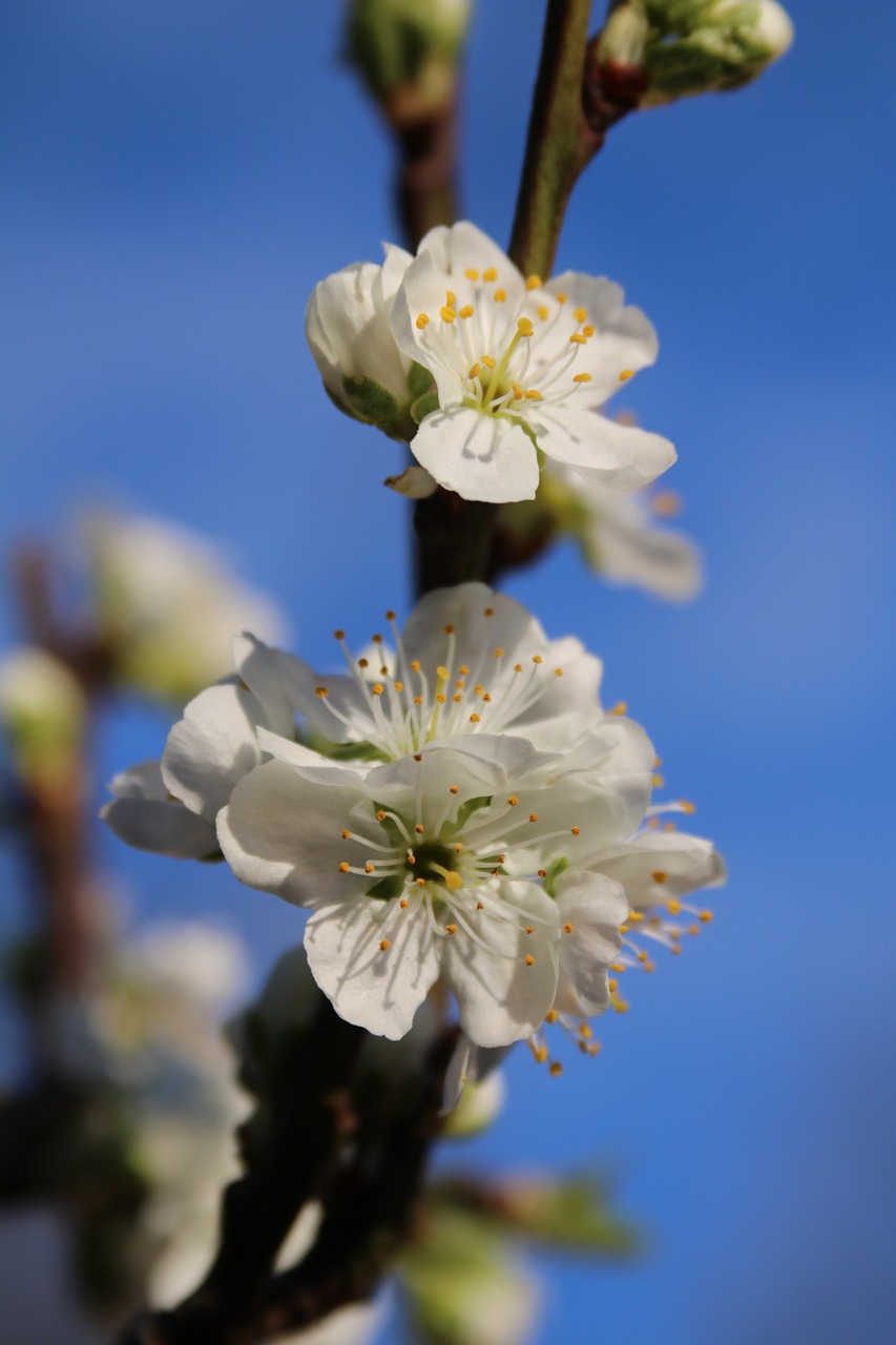 Žiedas, Slyvos Žiedas, Pavasaris, Flora, Filialas, Žydi, Žydi, Šviežias, Sodas, Pavasaris