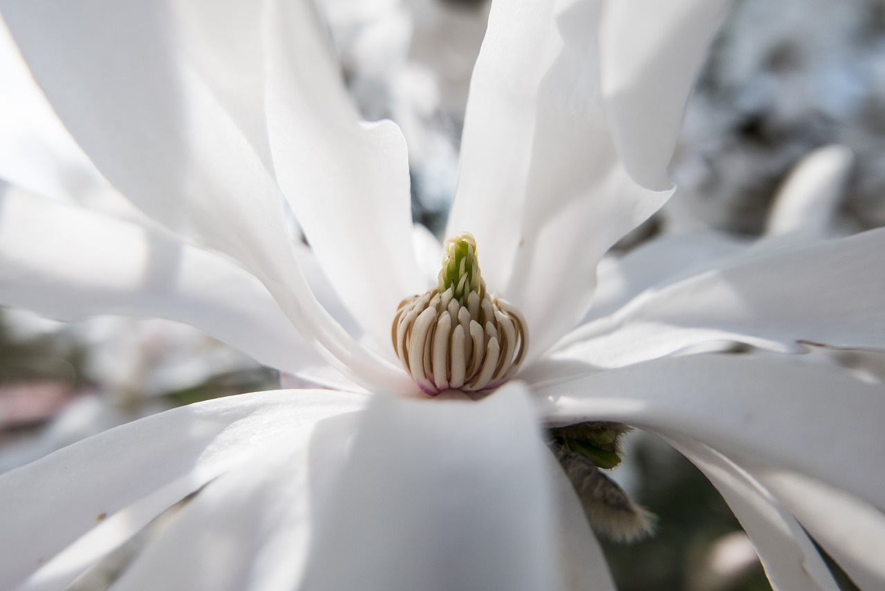 Žiedas, Žydėti, Pavasaris, Balta, Gamta, Žvaigždė Magnolija, Šviesa, Balta Gėlė, Gėlė, Makro