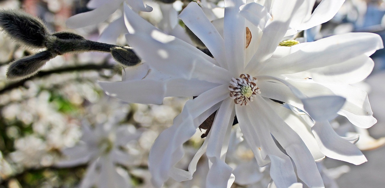 Žvaigždė Magnolija, Žiedas, Žydėti, Medis, Pavasaris, Gamta, Budas, Nemokamos Nuotraukos,  Nemokama Licenzija