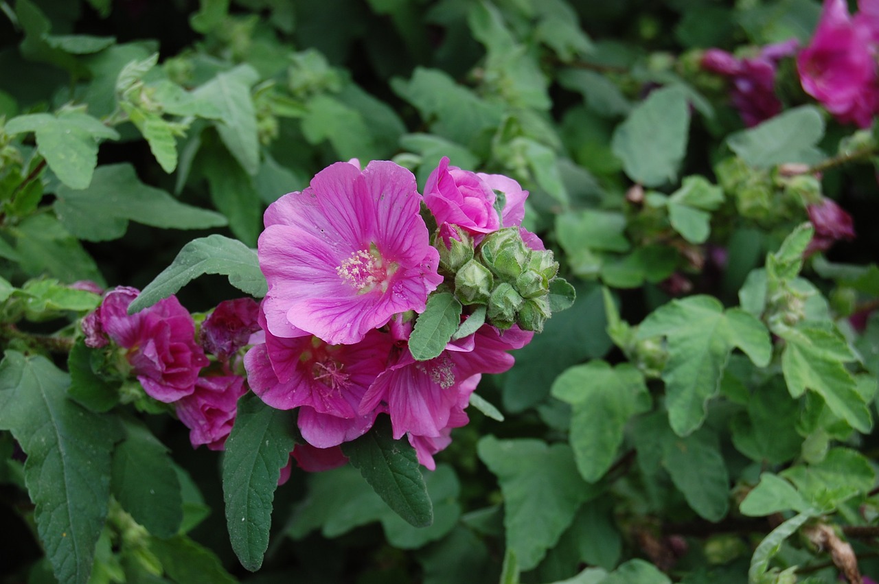 Žiedas, Žydėti, Hibiscus, Gėlė, Rožinis, Augalas, Mallow, Nemokamos Nuotraukos,  Nemokama Licenzija