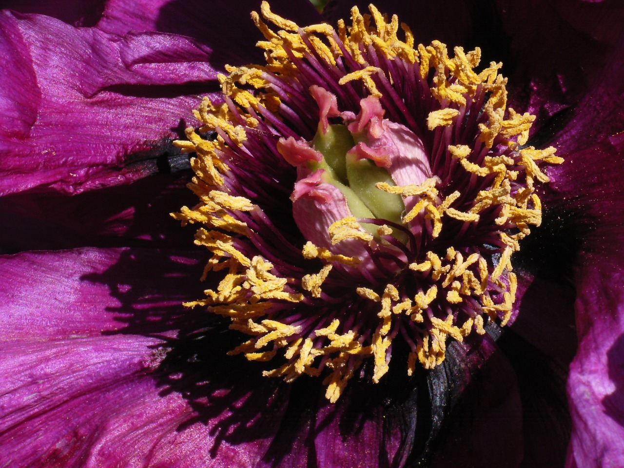 Žiedas, Žydėti, Pikonija, Violetinė, Makro, Uždaryti, Clematis, Gėlė, Žydėti, Alpinistas