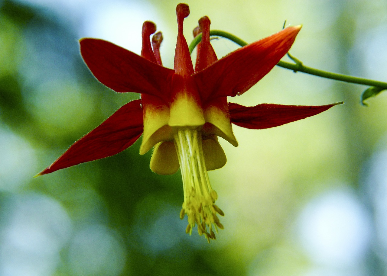 Žiedas, Raudona, Sitka Kolumbinas, Wildflower, Laukinis Augalas, Miškas, Gamta, Makro, Iš Arti, Pieva