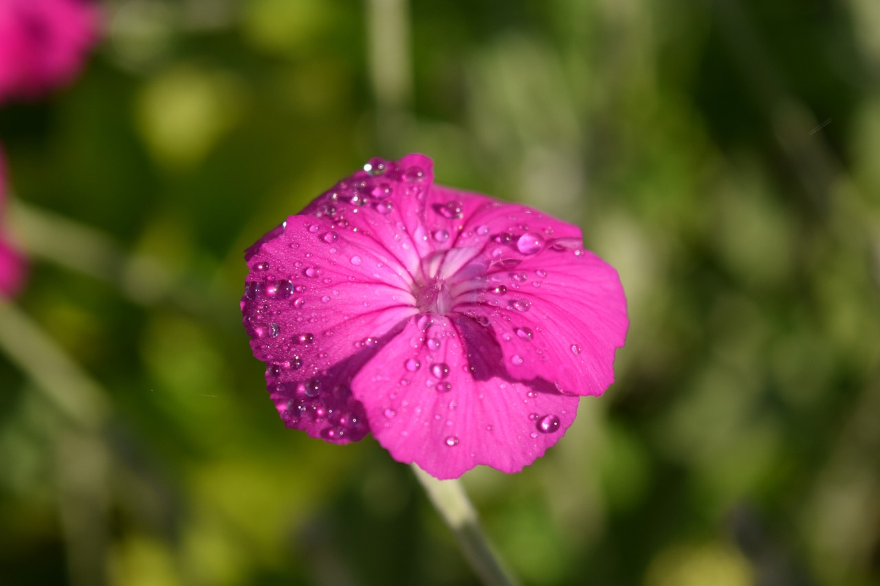 Karūnos Kranas, Lychnis Coronaria, Žiedas, Žydėti, Mažas, Maža Gėlė, Rožinis, Rasa, Morgentau, Lašelinė