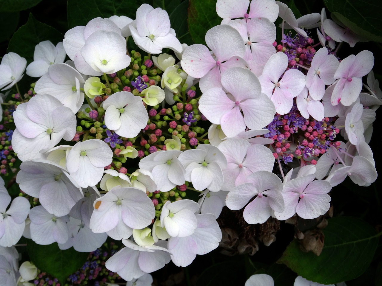 Žiedas, Žydėti, Hortenzija, Uždaryti, Balta, Mėlynas, Rožinis, Violetinė, Žalias, Plokštinė Gėlė