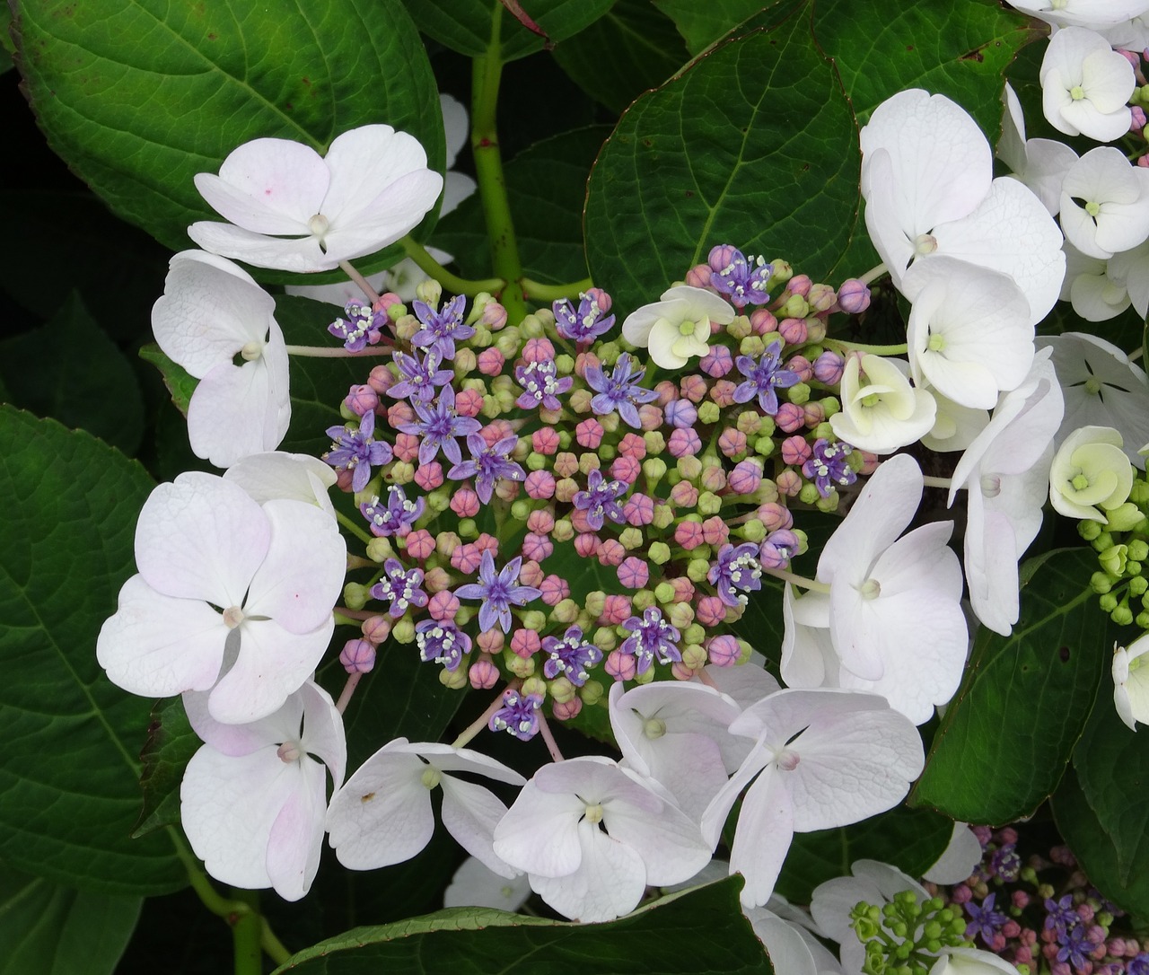 Žiedas, Žydėti, Hortenzija, Uždaryti, Balta, Mėlynas, Rožinis, Violetinė, Žalias, Plokštinė Gėlė