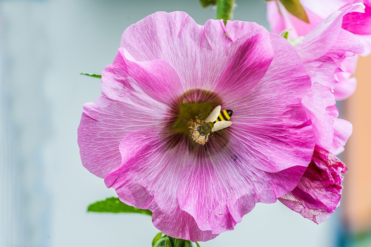 Žiedas, Žydėti, Bičių, Makro, Gamta, Mallow, Rožinis, Bestäben, Nemokamos Nuotraukos,  Nemokama Licenzija