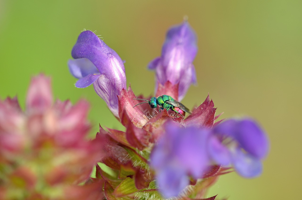 Žiedas, Žydėti, Vabzdys, Makro, Gegutė, Veržli Ospas, Hymenoptera, Spalvinga, Metalinis, Nemokamos Nuotraukos