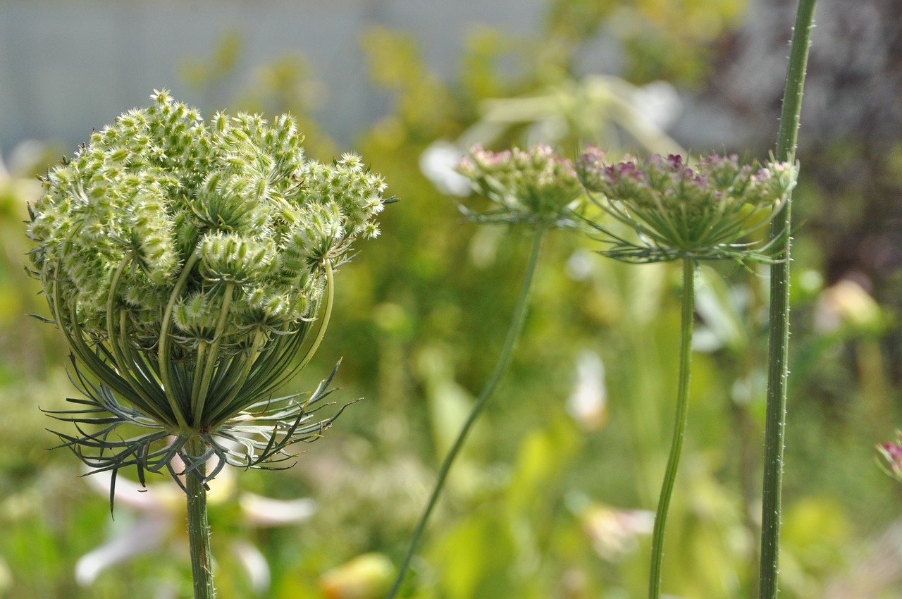 Žiedas, Žydėti, Umbel, Gamta, Augalas, Žiedynas, Flora, Nemokamos Nuotraukos,  Nemokama Licenzija