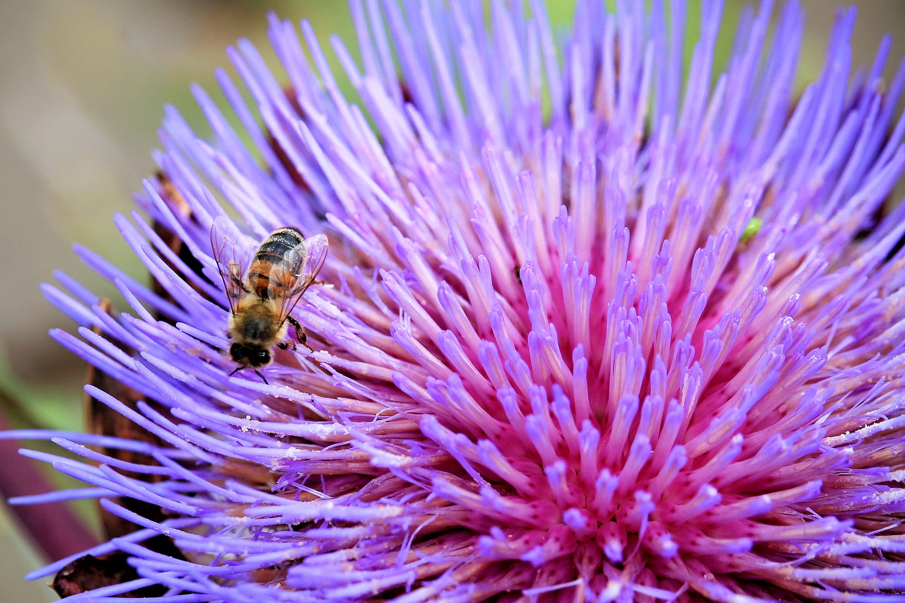 Artichokenblüte, Žiedas, Žydėti, Vabzdys, Bičių, Violetinė, Artišokas, Nemokamos Nuotraukos,  Nemokama Licenzija