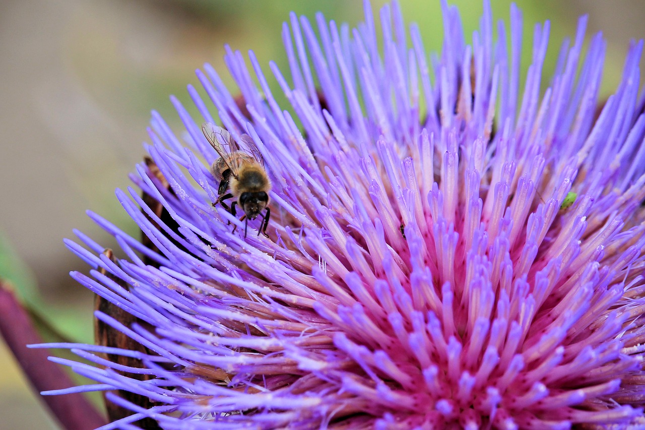 Artichokenblüte, Vabzdys, Bičių, Violetinė, Artišokas, Nemokamos Nuotraukos,  Nemokama Licenzija