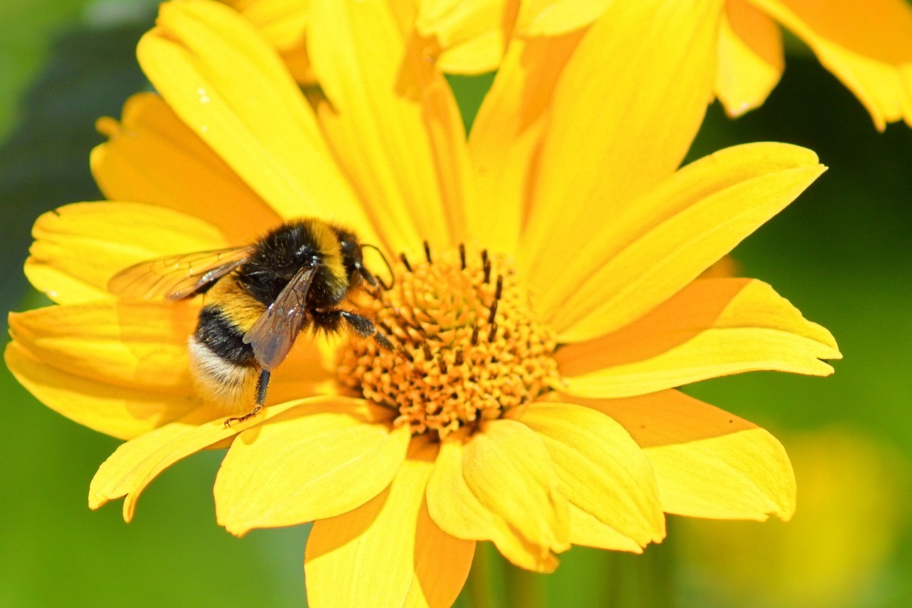 Žiedas, Žydėti, Geltona, Geltona Gėlė, Hummel, Vabzdys, Nemokamos Nuotraukos,  Nemokama Licenzija