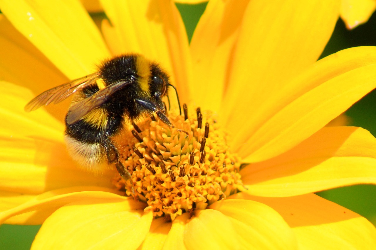 Žiedas, Žydėti, Geltona, Geltona Gėlė, Hummel, Vabzdys, Nemokamos Nuotraukos,  Nemokama Licenzija