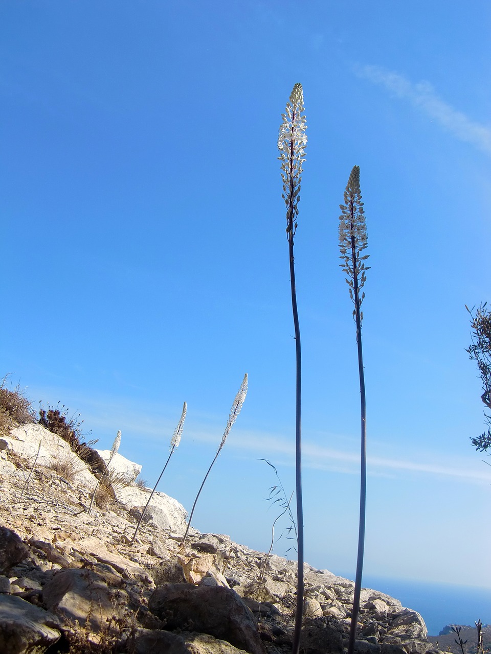 Žiedas, Žydėti, Gėlė, Orchidėja, Gamta, Augalas, Dangus, Nemokamos Nuotraukos,  Nemokama Licenzija