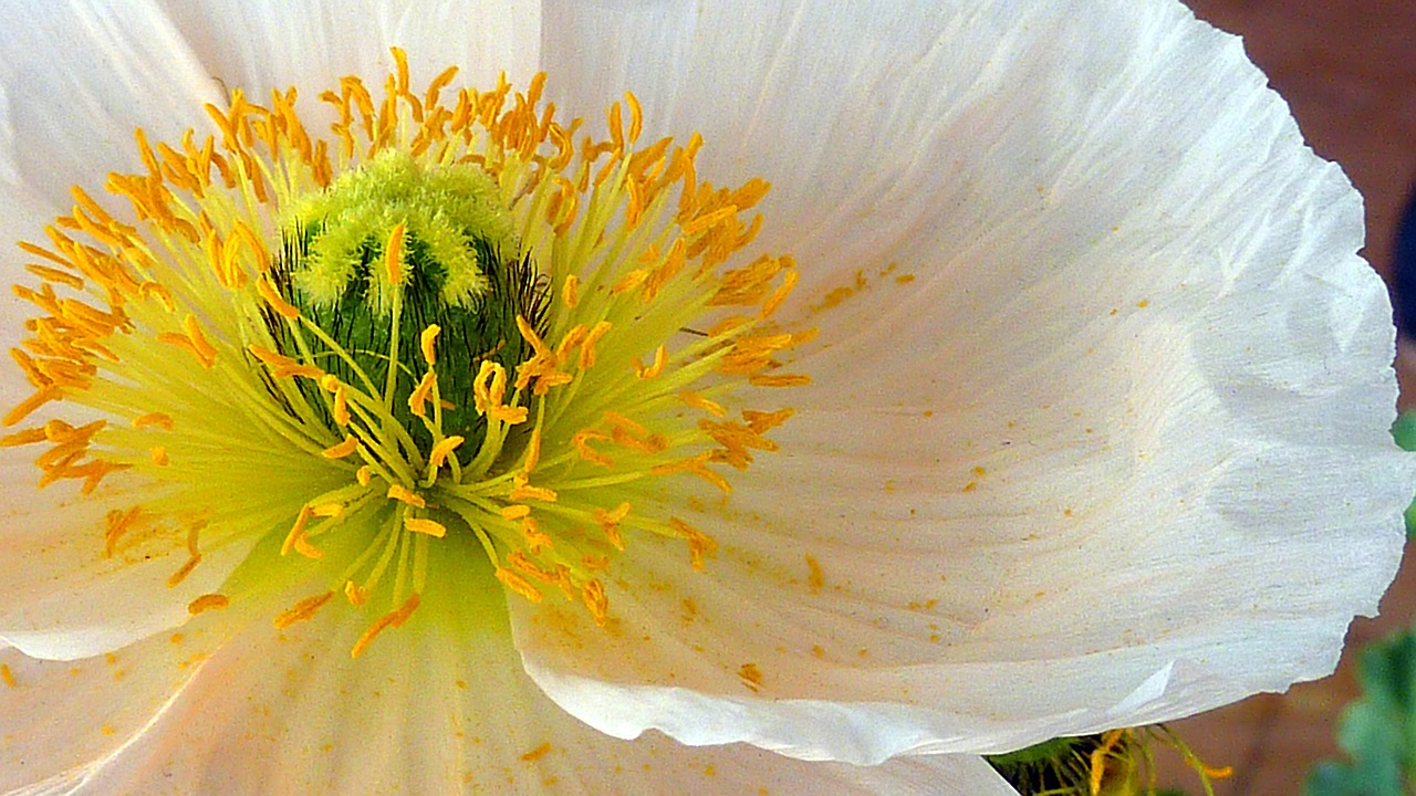 Žiedas, Žydėti, Antspaudas, Pistil, Uždaryti, Žiedadulkės, Gėlė, Balta, Geltona, Lapai