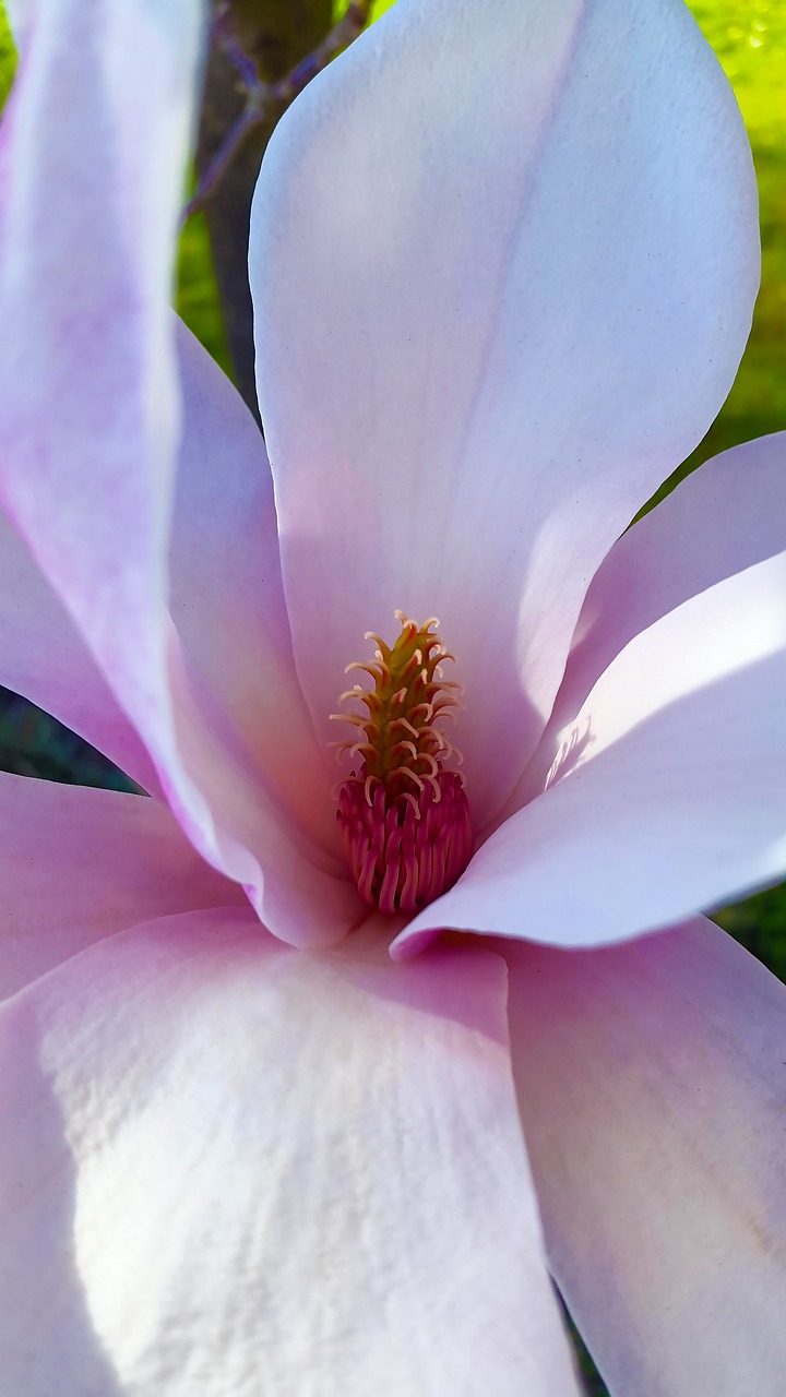 Žiedas, Žydėti, Pavasaris, Balta, Gamta, Pilnai Žydėti, Rožinis, Magnolija, Magnolijos Medis, Budas