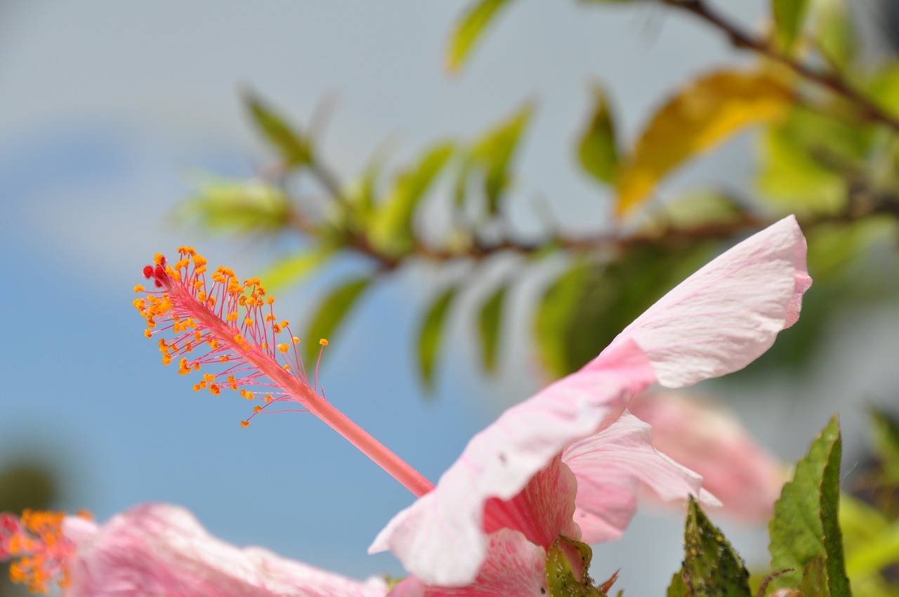 Žiedas, Žydėti, Hibiscus, Rožinis, Nemokamos Nuotraukos,  Nemokama Licenzija