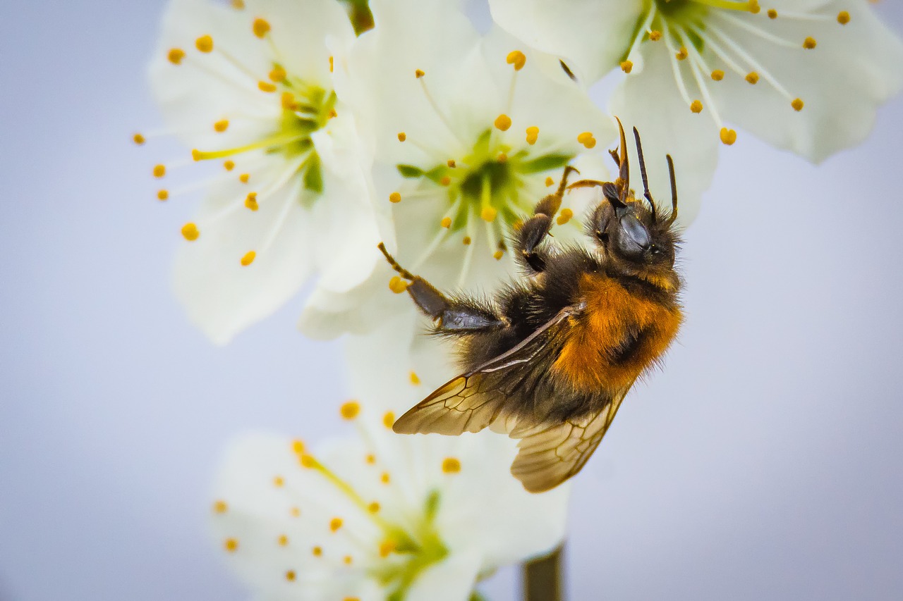 Žiedas, Žydėti, Hummel, Apdulkinimas, Vabzdys, Gamta, Sodas, Vasara, Flora, Gėlė