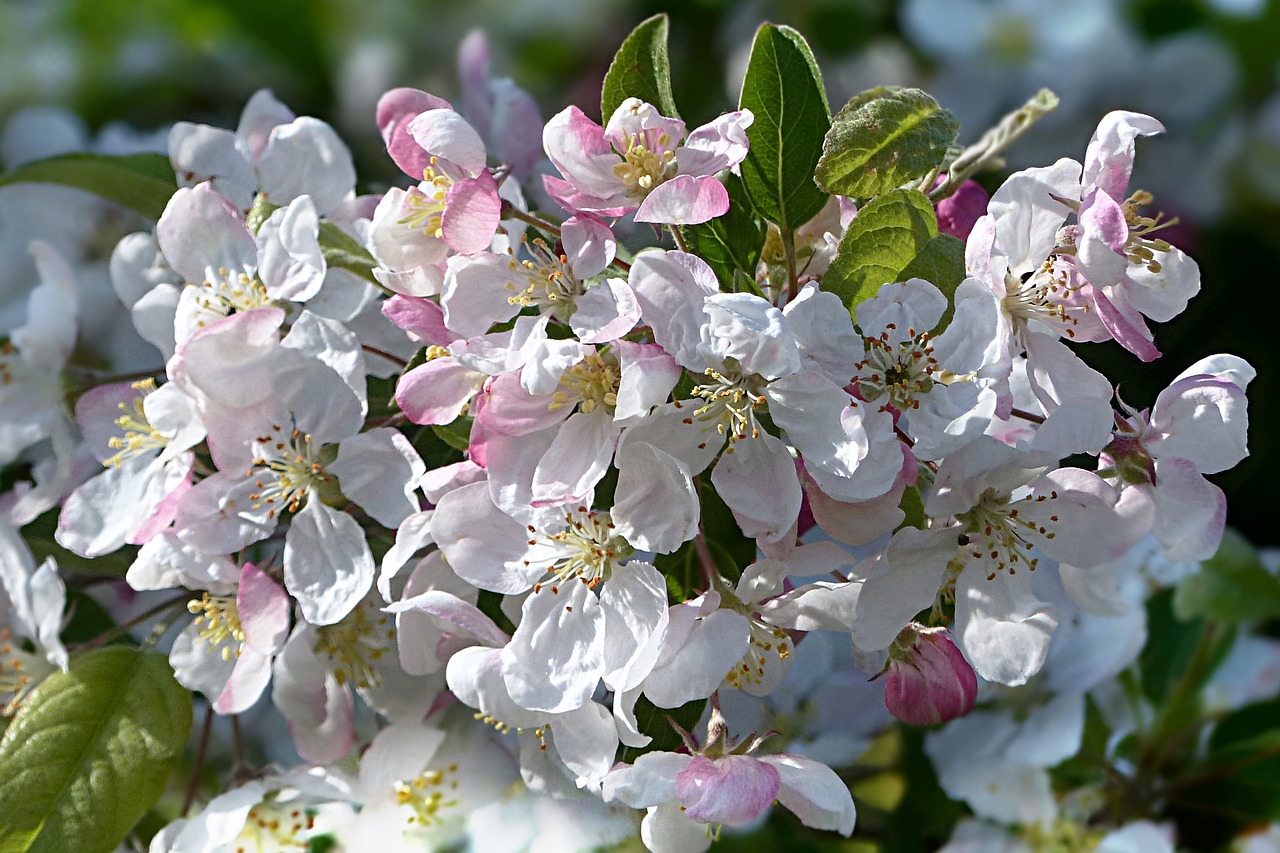 Žiedas, Žydėti, Rožinė Balta, Obuolių Žiedas, Malus, Vaismedis, Pavasaris, Nemokamos Nuotraukos,  Nemokama Licenzija