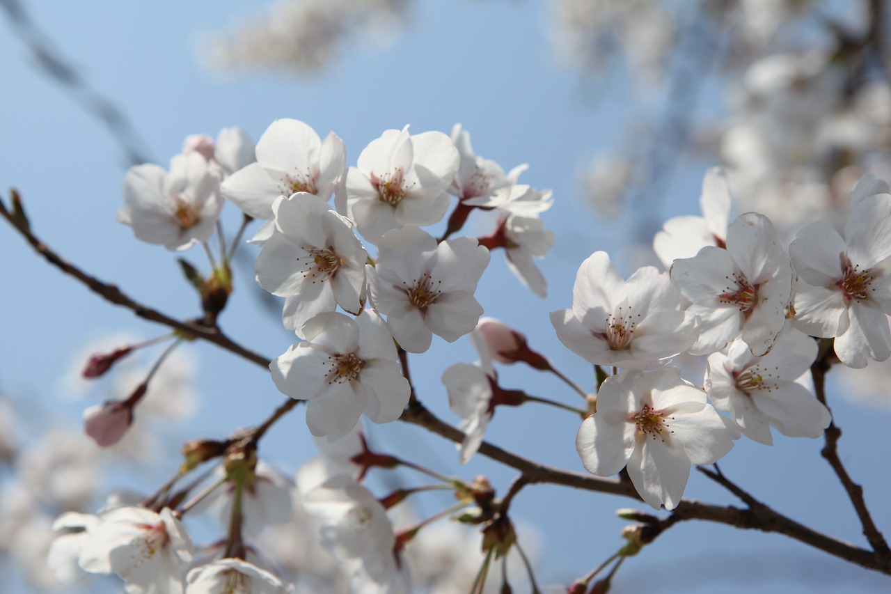 Žiedas, Jinhae, Korėja, Nemokamos Nuotraukos,  Nemokama Licenzija