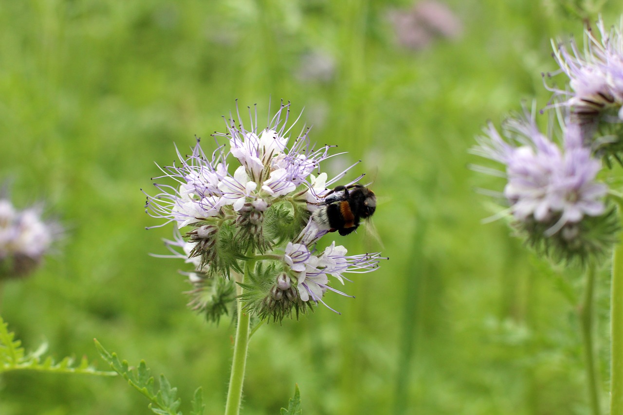 Žiedas, Žydėti, Hummel, Pabarstyti, Žiedadulkės, Helllila, Šviesiai Violetinė, Vabzdys, Gamta, Gėlė