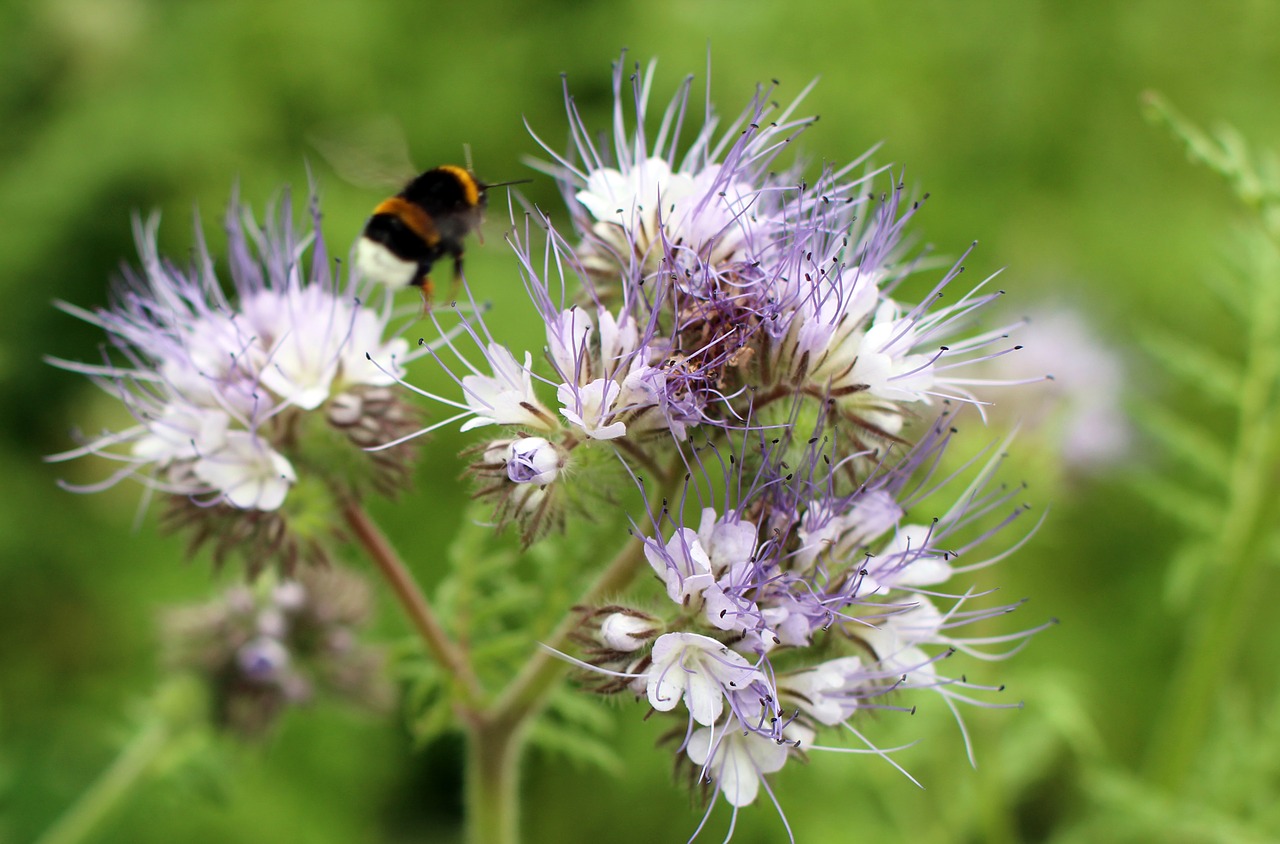 Žiedas, Žydėti, Hummel, Skristi, Pabarstyti, Žiedadulkės, Helllila, Šviesiai Violetinė, Vabzdys, Gamta