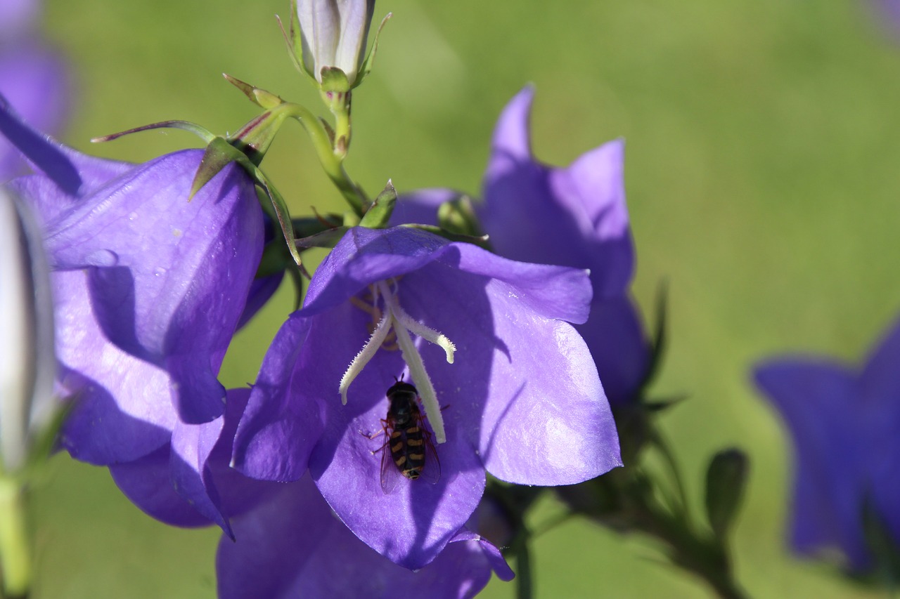 Žiedas, Žydėti, Violetinė, Purpurinė Gėlė, Gėlė, Augalas, Nemokamos Nuotraukos,  Nemokama Licenzija