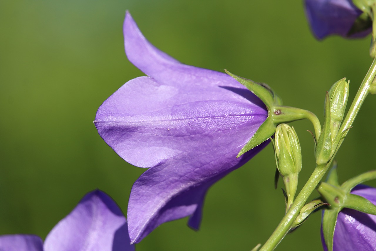 Žiedas, Žydėti, Violetinė, Violetinė, Nemokamos Nuotraukos,  Nemokama Licenzija