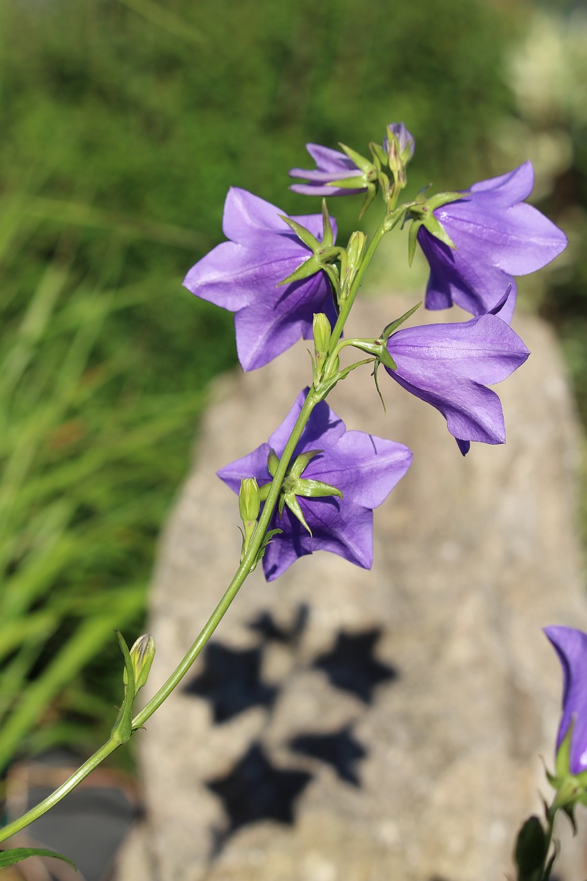 Žiedas, Žydėti, Violetinė, Šešėlis, Violetinė, Nemokamos Nuotraukos,  Nemokama Licenzija