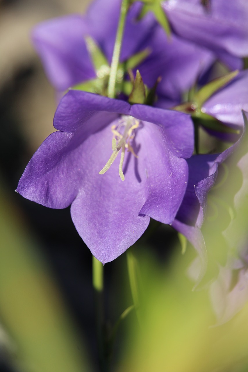 Žiedas, Žydėti, Violetinė, Violetinė, Nemokamos Nuotraukos,  Nemokama Licenzija