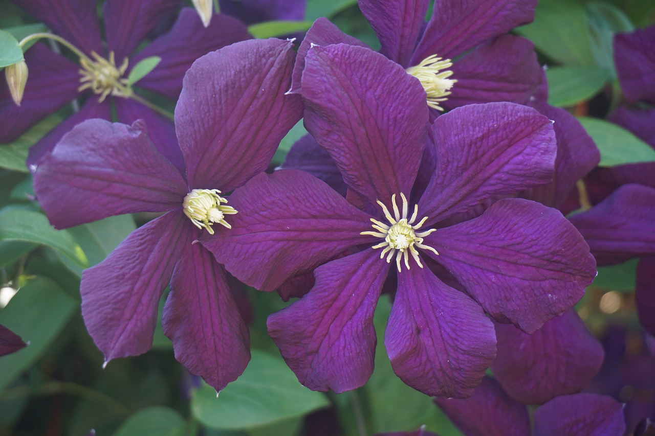 Žiedas, Žydėti, Violetinė, Clematis, Vasara, Gamta, Alpinistas, Nemokamos Nuotraukos,  Nemokama Licenzija