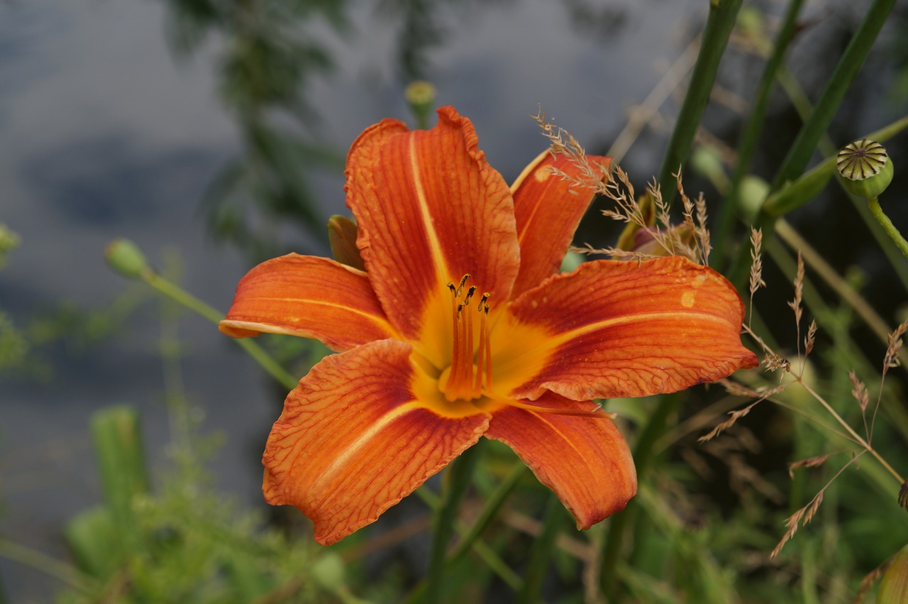 Žiedas, Žydėti, Oranžinė, Vasaros Gėlė, Oranžinis Žiedas, Spalva Oranžinė, Gėlė, Nemokamos Nuotraukos,  Nemokama Licenzija