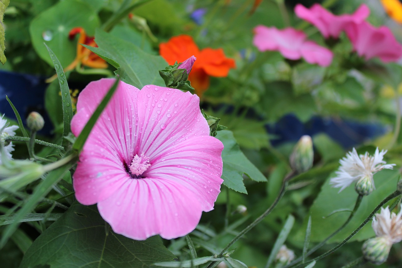 Žiedas, Žydėti, Lietus, Šlapias, Sumaišyti, Liūtys, Uždaryti, Hibiscus Gėlė, Laukinės Gėlės, Nemokamos Nuotraukos