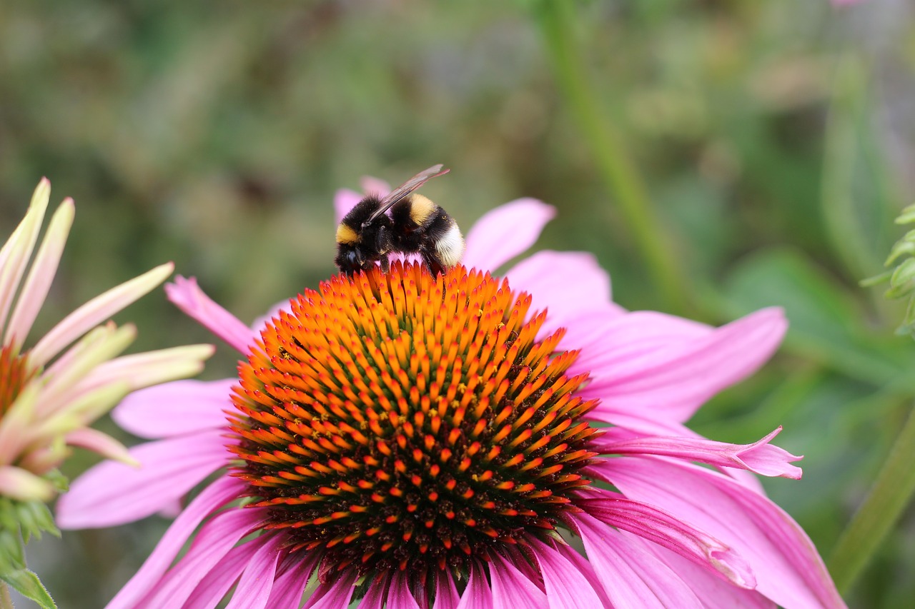 Žiedas, Žydėti, Hummel, Vabzdys, Apdulkinimas, Nemokamos Nuotraukos,  Nemokama Licenzija