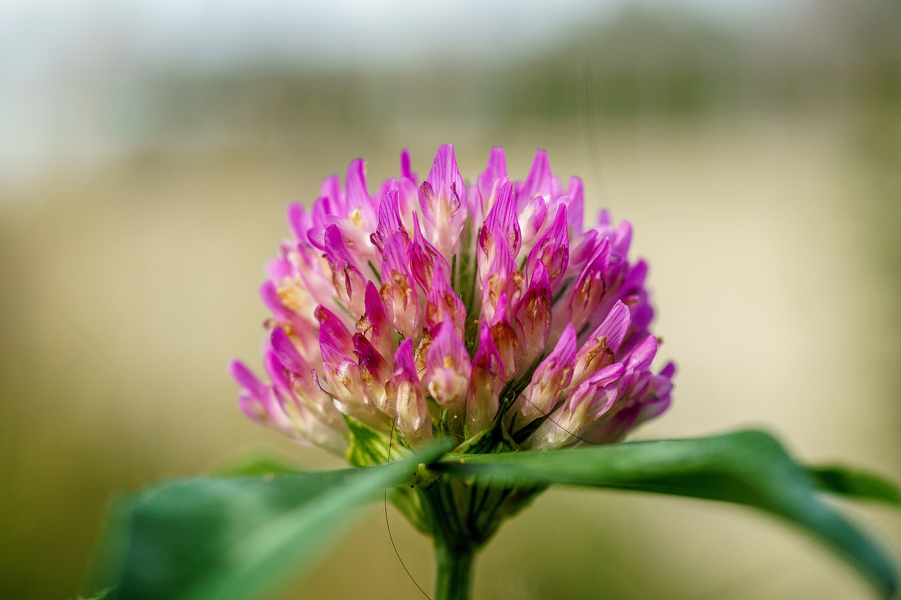 Žiedas, Žydėti, Makro, Gėlė, Purpurinė Gėlė, Uždaryti, Violetinė, Makrofotografija, Gamta, Nemokamos Nuotraukos